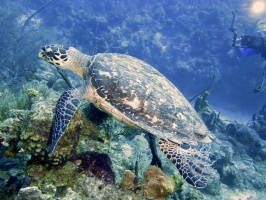 040 Hawksbill Sea Turtle IMG 5804